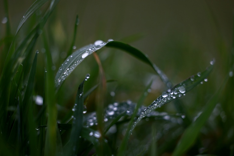 Photo d'archives d'une prairie située sur l'impluvium des eaux Evian à Féternes, en Haute-Savoie, le 16 décembre 2026