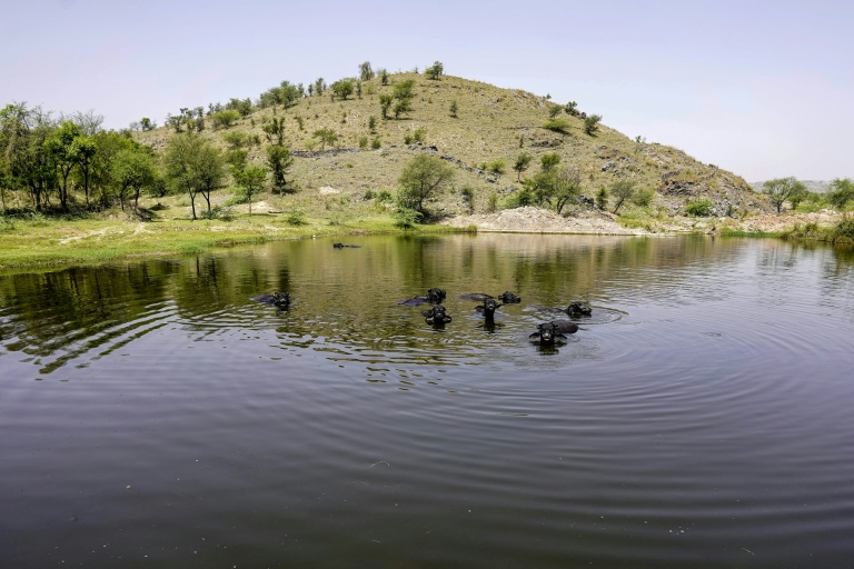 Des buffles dans une pièce d'eau proche d'une carrière de pierre, le 19 mai 2026 à Neem ka Thana, danz l'Etat indien du Rajasthan 