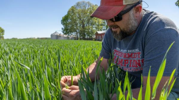 Andy Corriher examine sa récolte de blé dans sa ferme de China Grove, en Caroline du Nord, le 10 avril 2026