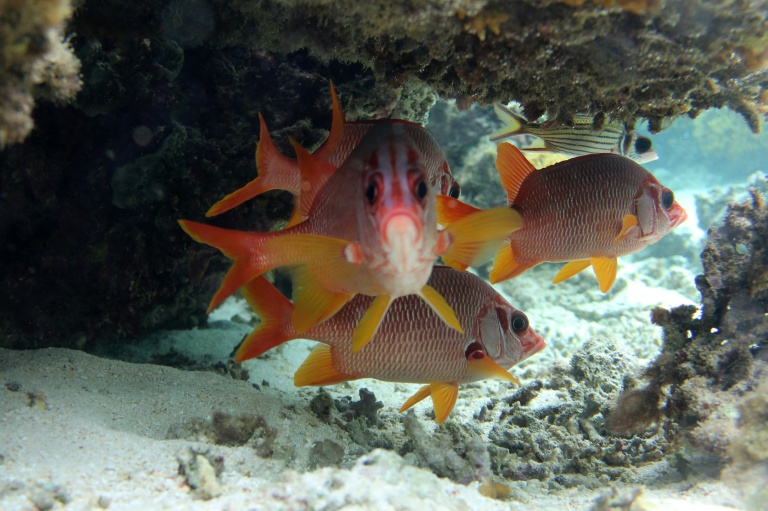 Des poissons nagent parmi des coraux sains dans les eaux du parc de biodiversité marine de Naidiri, une zone marine protégée, près de Nadi, le 5 octobre 2026 aux Fidji