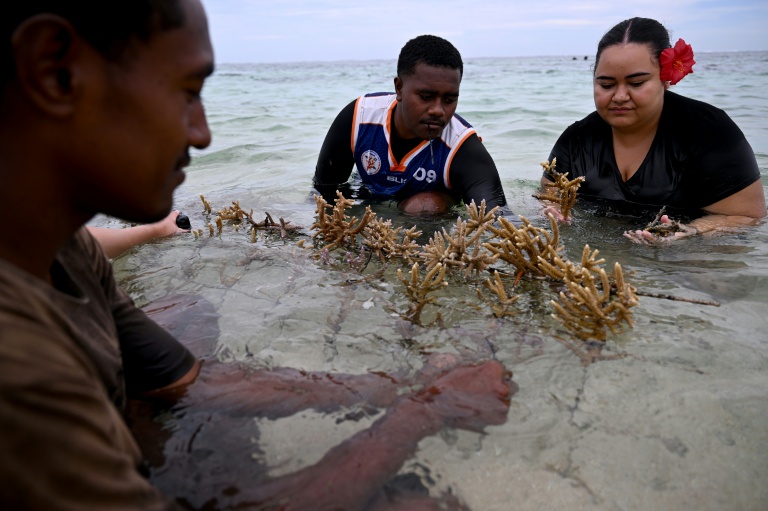 Des villageois et des défenseurs de l’environnement plantent du corail en mer, au sein du parc de biodiversité marine de Naidiri, une aire marine protégée, près de Nadi, le 5 octobre 2026 aux Fidji