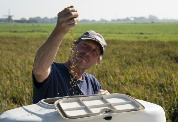 L'agriculteur Sander Roeleveld examine sa première récolte de riz dans son champ à Oud Ade, aux Pays-Bas, le 29 septembre 2026