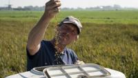 L'agriculteur Sander Roeleveld examine sa première récolte de riz dans son champ à Oud Ade, aux Pays-Bas, le 29 septembre 2026