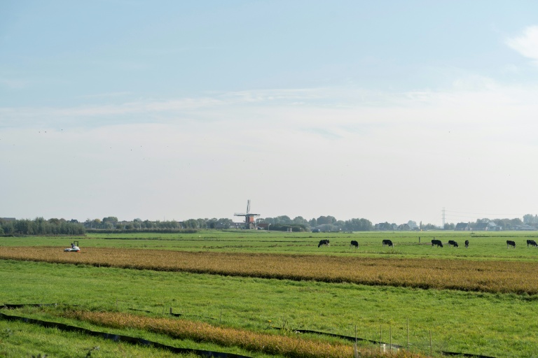 Récolte de riz dans un champ à Oud Ade, aux Pays-Bas, le 29 septembre 2026
