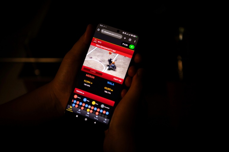 Sur cette photo prise le 15 juillet 2025, Jay, un artiste graphiste de 24 ans qui a requis l'anonymat, montre durant quelques secondes aux journalistes de l'AFP un combat de coqs en direct sur son téléphone, dans la province de Bulacan, en banlieue de Manille