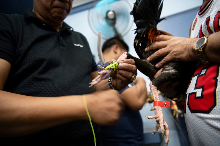 Sur cette photo prise le 5 juillet 2025, un amateur de combats de coqs attache un éperon à la patte d'un animal avant un combat de coq dans la province de Bulacan, une banlieue de Manille
