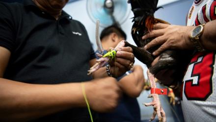 Sur cette photo prise le 5 juillet 2025, un amateur de combats de coqs attache un éperon à la patte d'un animal avant un combat de coq dans la province de Bulacan, une banlieue de Manille