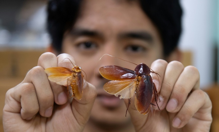 L'entomologiste Cristian Lucanas avec des spécimens de cafards dans un laboratoire de l'université des Philippines à Los Banos, au sud de Manille, le 11 février 2026