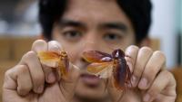 L'entomologiste Cristian Lucanas avec des spécimens de cafards dans un laboratoire de l'université des Philippines à Los Banos, au sud de Manille, le 11 février 2026