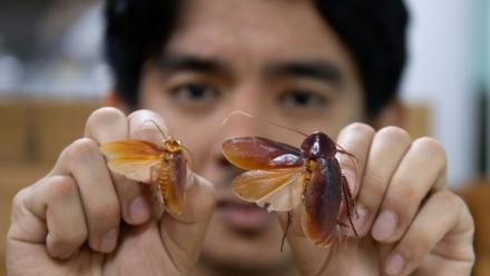 L'entomologiste Cristian Lucanas avec des spécimens de cafards dans un laboratoire de l'université des Philippines à Los Banos, au sud de Manille, le 11 février 2026