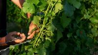 Travail de la vigne à La Sauve Majeure, en Gironde, le 17 juin 2026.