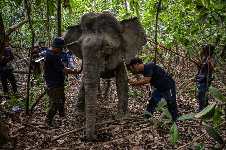 Des membres de l'équipe de la scientifique Farina Othman  posent un colier GPS au cou d'une éléphante de Bornéo, le 24 août 2026 à Sukau, dans l'Etat de Sabah, en Malaisie