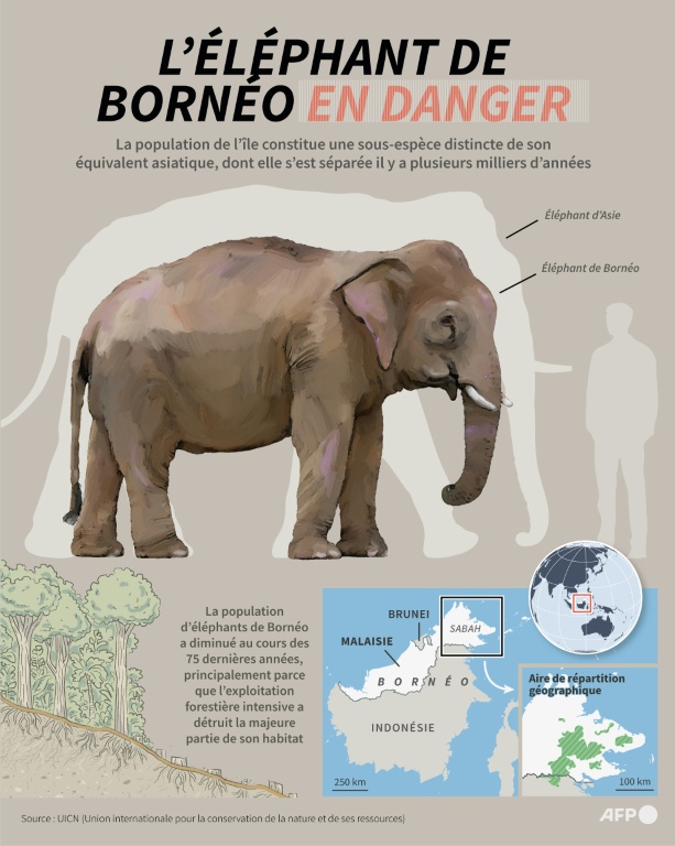 L'éléphant de Bornéo en danger