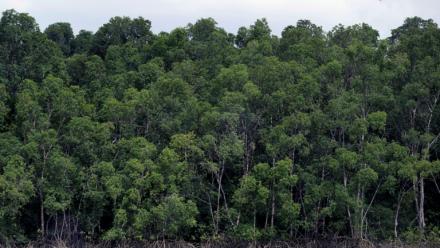La forêt amazonienne près de Belém, dans l’État du Pará, au Brésil, le 13 novembre 2025