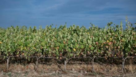 Les vignes de Marina et Loïc Fourrure à Theix-Noyalo, près de Vannes (Morbihan), le 24 août 2026