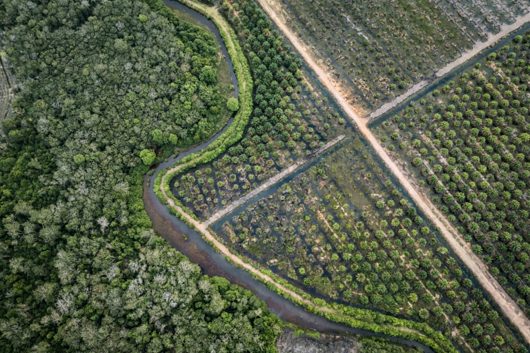 La Commission européenne a proposé mardi d'assouplir sa loi phare contre la déforestation, afin de faciliter sa mise en oeuvre qui a connu de multiples couacs
