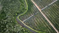 La Commission européenne a proposé mardi d'assouplir sa loi phare contre la déforestation, afin de faciliter sa mise en oeuvre qui a connu de multiples couacs