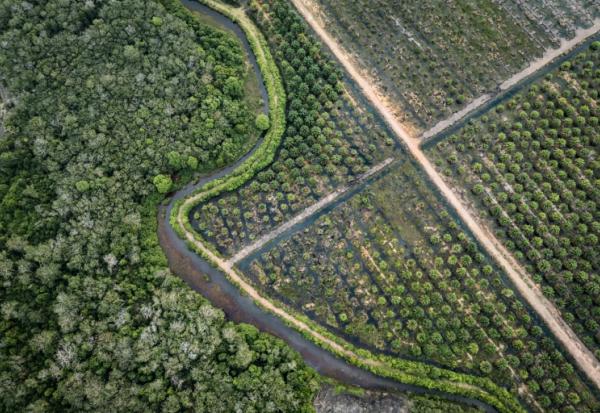 La Commission européenne a proposé mardi d'assouplir sa loi phare contre la déforestation, afin de faciliter sa mise en oeuvre qui a connu de multiples couacs