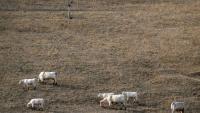 Des vaches dans un champ asséché à Saint-Nizier-sous-Charlieu, dans la Loire, le 15 août 2026