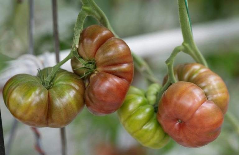 Tomates ou pommes en souffrance, prairies grillées, ponte au ralenti: l'agriculture paye un lourd tribut aux canicules et à la sécheresse