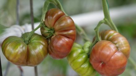 Tomates ou pommes en souffrance, prairies grillées, ponte au ralenti: l'agriculture paye un lourd tribut aux canicules et à la sécheresse