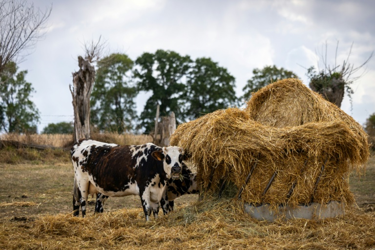 Une vache mange du foin, à Heudreville-en-Lieuvin, dans l'Eure, le 21 août 2026