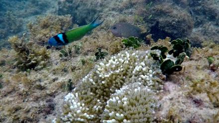 La couverture en coraux durs dans les Caraïbes a diminué de 48% entre 1980 et 2024, selon un rapport d'un réseau mondial de surveillance des récifs coralliens