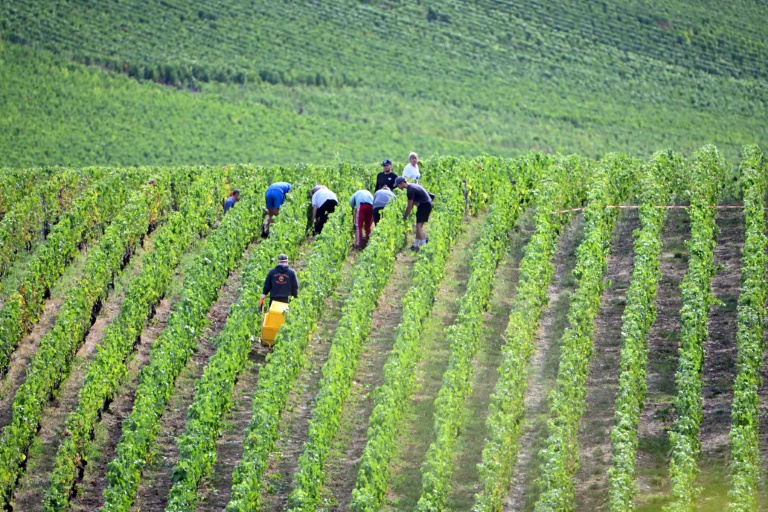Vendanges à Chigny-les-Roses, dans la Marne, dans le vignoble de Champagne, le 26 août 2025  
