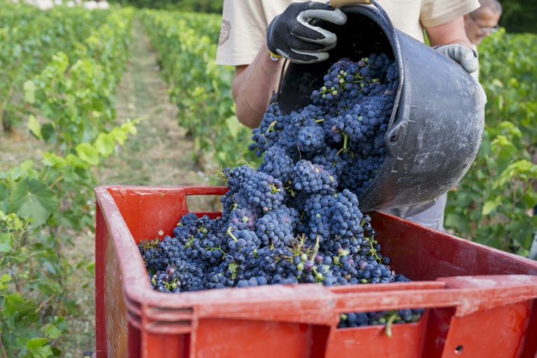Vendanges au domaine de la maison de champagne Bollinger à Avenay-Val-d'Or (Marne), le 18 août 2026