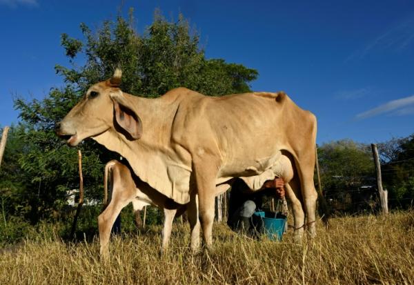 Un homme trait une vache dans le village de Los Piches, à San Lorenzo, au Honduras, le 4 septembre 2026
