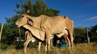 Un homme trait une vache dans le village de Los Piches, à San Lorenzo, au Honduras, le 4 septembre 2026
