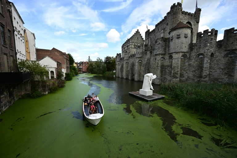 Les voies d'eau de Gand, en Belgique, envahies de lentilles d'eau, le 1er octobre 2026
