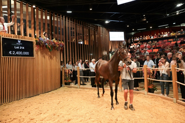 Un vendeur guide un cheval lors des ventes de yearling de Deauville, le 19 août 2023