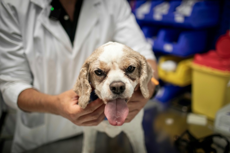 Le chien Junior sur la table de soins est examiné par le cancérologue Jérémy Béguin à l'hôpital vétérnaire de Maisons-Alfort, le 9 juin 2026 dans le Val-de-Marne