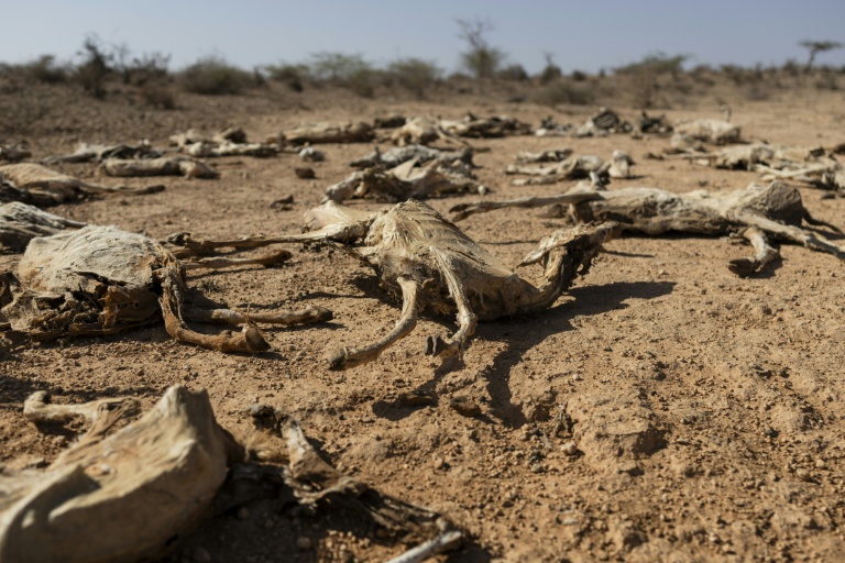 Des carcasses de chèvres dans le nord-est du Kenya, frappé par la sécheresse, le 21 janvier 2026