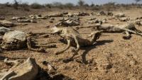 Des carcasses de chèvres dans le nord-est du Kenya, frappé par la sécheresse, le 21 janvier 2026