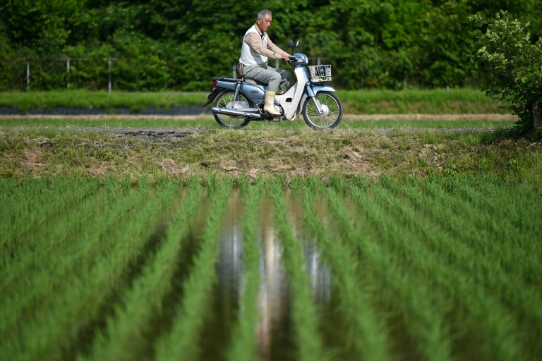 Gonfler les importations de riz était ces derniers mois un tabou pour Tokyo, qui assurait défendre les intérêts des agriculteurs locaux