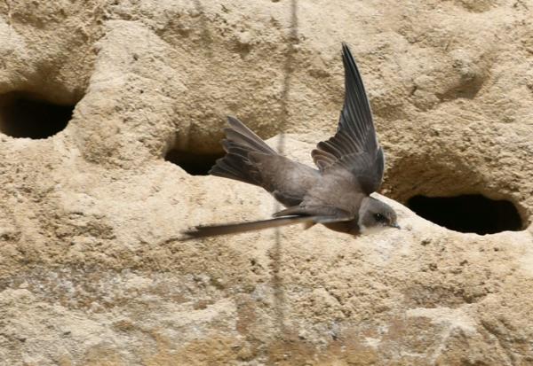 Une hirondelle sur une plage à Crozon, dans le Finistère, en mai 2020