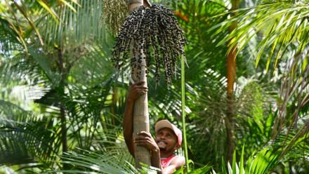 Jose Santos Diogo récolte des baies d'açaï, à  Abaetetuba, dans l'Etat du Para, au Brésil , le 4 août 2023