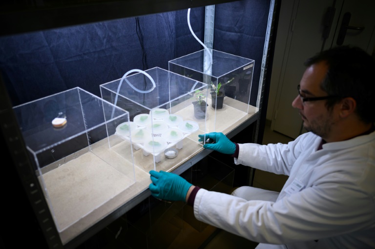Un technicien de laboratoire étudie le comportement de pucerons face à différentes odeurs pour développer une alternative à la lutte contre les insectes nuisibles et les pucerons, dans le laboratoire Agriodor à Rennes, le 16 mai 2025