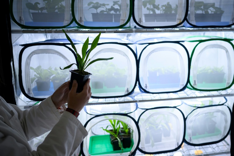 Un technicien de laboratoire présente la culture d'aphidés pour développer une alternative à la lutte contre les insectes nuisibles et les pucerons, dans le laboratoire Agriodor à Rennes, le 16 mai 2025