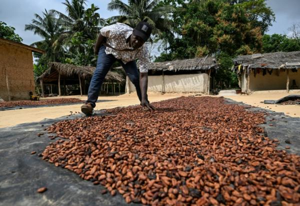 Un producteur de cacao fait sécher des fèves au soleil à Betykro, à 20 kilomètres de Guiglo, en Côte d'Ivoire le 16 janvier 2026