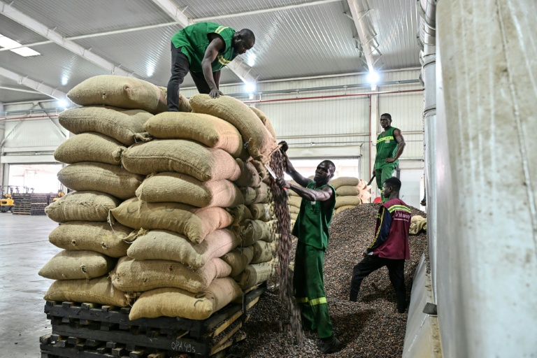 Ouverture des sacs de fèves de cacao en vue de leur broyage, chez Transcao, un beurrier répertorié auprès du Conseil du Café-Cacao (CCC) à Abidjan, le 29 janvier 2026.
