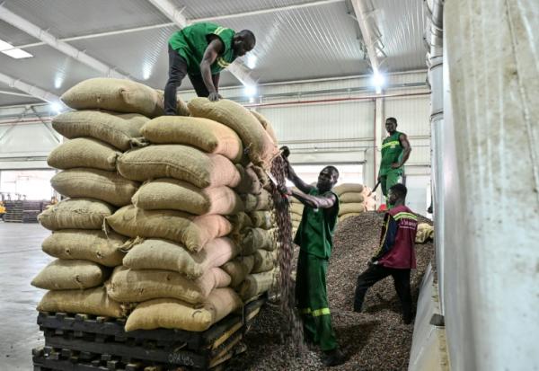 Ouverture des sacs de fèves de cacao en vue de leur broyage, chez Transcao, un beurrier répertorié auprès du Conseil du Café-Cacao (CCC) à Abidjan, le 29 janvier 2026.
