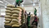 Ouverture des sacs de fèves de cacao en vue de leur broyage, chez Transcao, un beurrier répertorié auprès du Conseil du Café-Cacao (CCC) à Abidjan, le 29 janvier 2026.