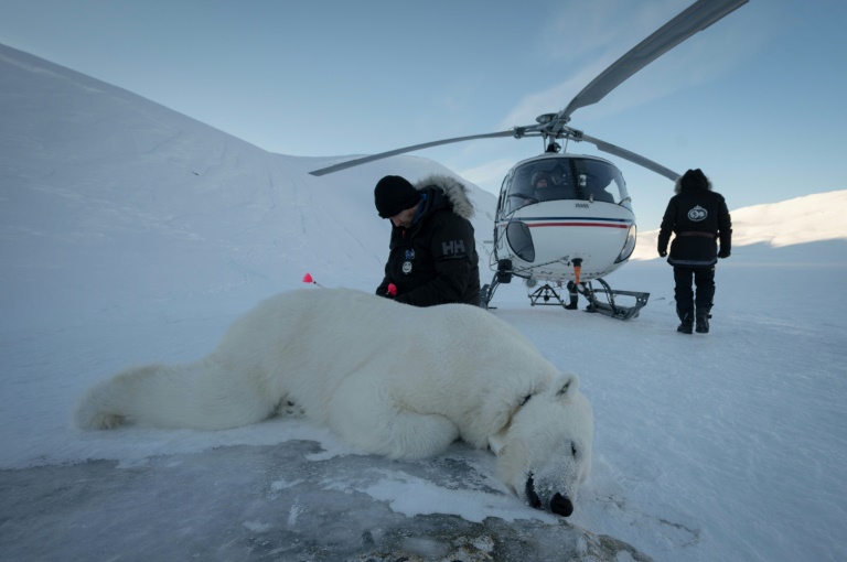 Le vétérinaire norvégien Rolf Arne Olberg vérifie si un ours polaire est bien sédaté à Longyearbyen, en Norvège, le 10 avril 2025