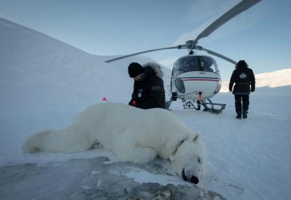 Le vétérinaire norvégien Rolf Arne Olberg vérifie si un ours polaire est bien sédaté à Longyearbyen, en Norvège, le 10 avril 2025