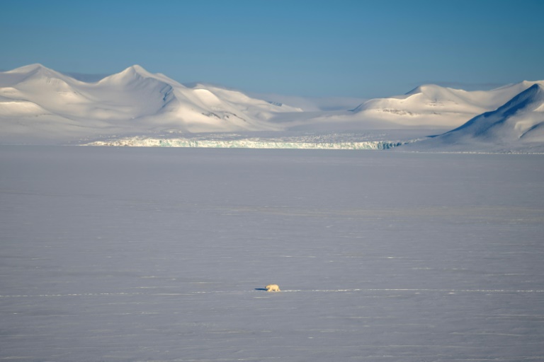 Un ours polaire à Longyearbyen, en Norvège, le 6 avril 2025