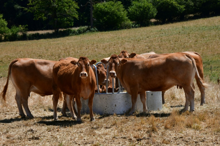Les vaches de l'éleveur Pascal Mareix mangent du foin à Mazeirat, le 7 juillet 2026 dans la Creuse