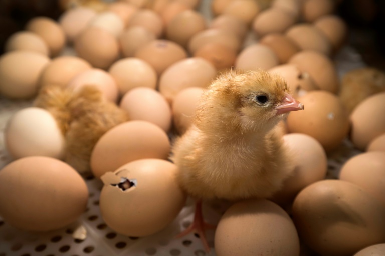 En juillet 2026, la Commission européenne a promis qu'elle publierait une proposition de loi sur le bien-être animal pour la fin de l'année concernant les élevages de volailles